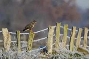 Frost Prints: Common Buzzard (Buteo buteo) perched on a fence post, North Rhine-Westphalia, Germany