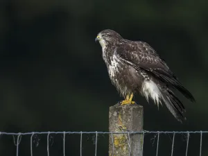 Common Buzzard (Buteo buteo) perched on a stone fence post and still wet, Roggebotzand
