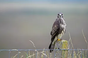 September Prints: Common Buzzard (Buteo buteo) perched on a stone fence postlooking at camera, Vossemeerdijk