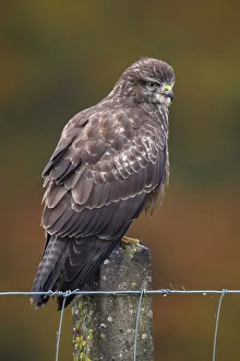 Close Prints: Common Buzzard (Buteo Buteo) perched on a stone fencepost during autumn, Roggebotzand