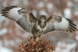 Common Buzzard (Buteo buteo), Saxony, Germany