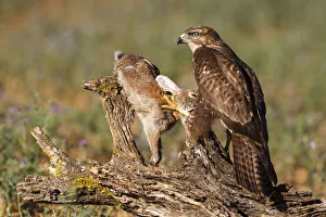 Common Buzzard (Buteo buteo), Spain