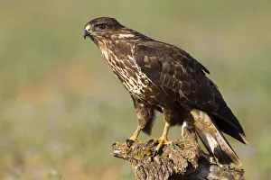 Common Buzzard (Buteo buteo), Spain