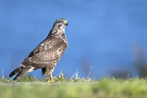 Common Buzzard (Buteo buteo) on the side of the road looking at camera, Vossemeerdijk