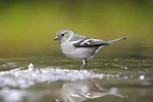 Common Chaffinch (Fringilla coelebs) female about to take a bath, Noord-Brabant, The Netherlands Common Chaffinch (Fringilla coelebs) female about to take a bath, Noord-Brabant, The Netherlands
