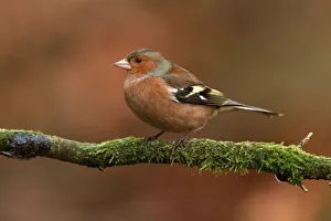 Common Chaffinch (Fringilla coelebs) male, Utrecht, The Netherlands Common Chaffinch (Fringilla coelebs) male, Utrecht, The Netherlands
