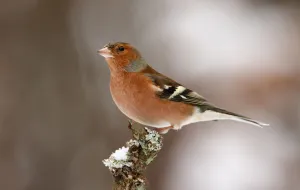 Common Chaffinch (Fringilla coelebs) male, Utrecht, The Netherlands