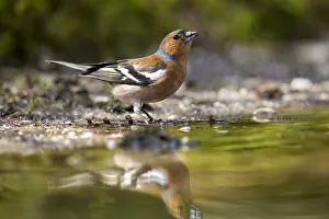 Adult Prints: Common Chaffinch (Fringilla coelebs) male drinking, The Netherlands