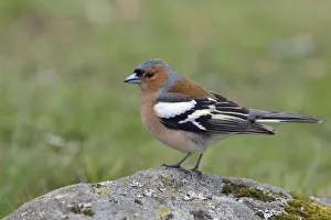 Sweden Prints: Common Chaffinch (Fringilla coelebs) male perched on a stone, Sweden