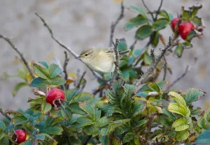 Common Chiffchaff (Phylloscopus collybita), Schleswig-Holstein, Germany Common Chiffchaff (Phylloscopus collybita), Schleswig-Holstein, Germany