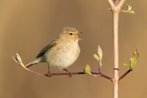 Common Chiffchaff (Phylloscopus collybita) singing, Germany