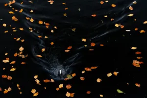 Creative Prints: Common Coot (Fulica atra) swimming amidst fallen beech leaves