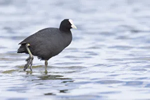 Common Coot (Fulica atra) swimming in water, The Netherlands, Noord-Holland Common Coot (Fulica atra) swimming in water, The Netherlands, Noord-Holland