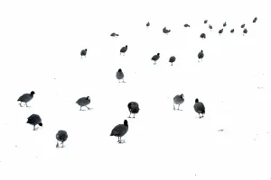 Creative Prints: Common Coots (Fulica atra) walking on ice covered with a layer of snow