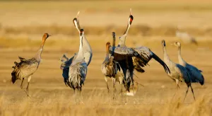 Cranes Prints: Common Crane (Grus grus), Gallocanta Lake, Spain