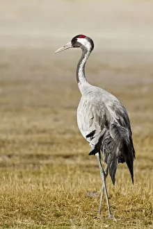 Common Crane (Grus grus), Laguna de Gallocanta, Spain