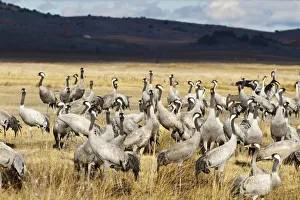 Common Crane (Grus grus), Laguna de Gallocanta, Spain