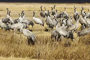 Common Crane (Grus grus), Laguna de Gallocanta, Spain