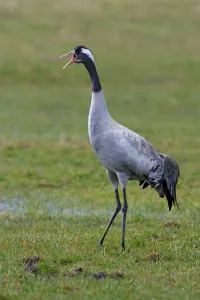 Common Crane (Grus grus), Mecklenburg-Western Pomerania, Germany