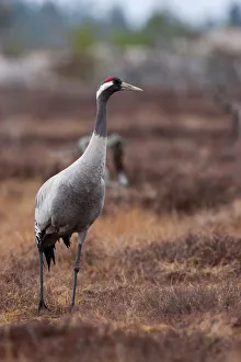 Common Crane (Grus grus), Sweden