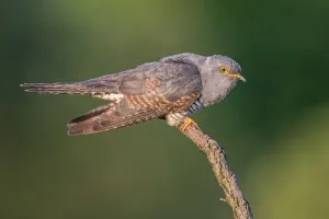 Common Cuckoo (Cuculus canorus), Saxony-Anhalt, Germany