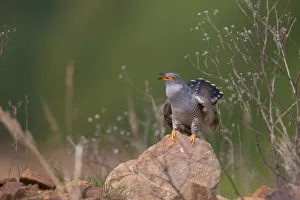 Saxony Prints: Common Cuckoo (Cuculus canorus) male, Saxony, Germany