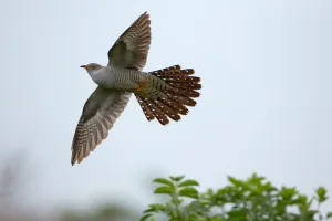 Saxony Prints: Common Cuckoo (Cuculus canorus) male flying, Saxony, Germany