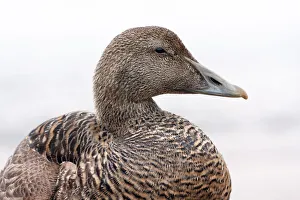 Common Eider (Somateria mollissima) portrait of female in close up, Seahouses, Northumberland, United Kingdom Common Eider (Somateria mollissima) portrait of female in close up, Seahouses, Northumberland, United Kingdom