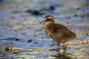 Waterfowl Prints: Common Eider (Somateria mollissima) chick, Seahouses, United Kingdom