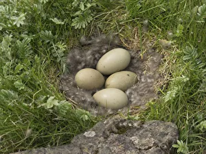 Waterfowl Prints: Common Eider (Somateria mollissima) eggs, Iceland