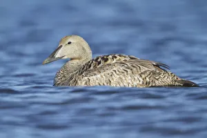 Common Eider (Somateria mollissima) female, Manitoba, Canada