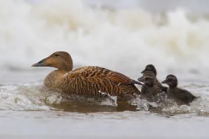 Common Eider (Somateria mollissima) female with chicks, Schleswig-Holstein, Germany