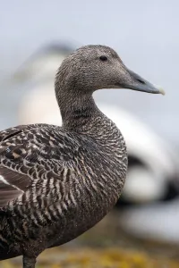 Common Eider (Somateria mollissima) female with a male in the background, Seahouses, Northumberland, United Kingdom