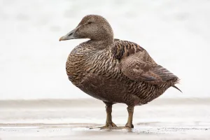 Common Eider (Somateria mollissima) female standing on the beach, Seahouses, Northumberland