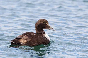 Waterfowl Prints: Common Eider (Somateria mollissima), Iceland