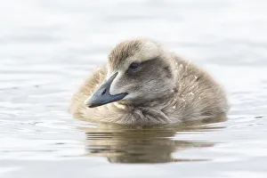 Waterfowl Prints: Common Eider (Somateria mollissima) juvenile, Iceland