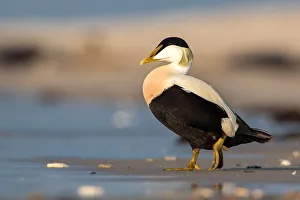 Common Eider (Somateria mollissima) male, Schleswig-Holstein, Germany Common Eider (Somateria mollissima) male, Schleswig-Holstein, Germany