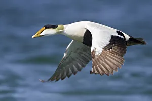 Waterfowl Prints: Common Eider (Somateria mollissima) male flying, Manitoba, Canada