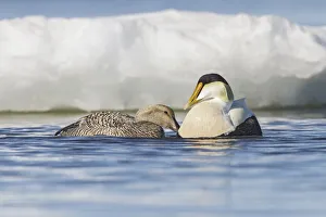 Common Eider (Somateria mollissima) pair on the Hudsons Bay near Churchill, Manitoba