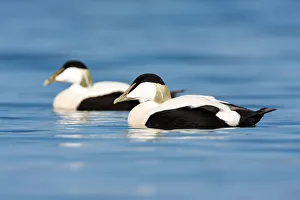 June Prints: Two Common Eiders (Somateria mollissima) males swimming, northumberland, United Kingdom