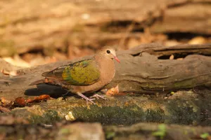Common Emerald Dove (Chalcophaps indica) female, Kaeng Krachan, Thailand Common Emerald Dove (Chalcophaps indica) female, Kaeng Krachan, Thailand