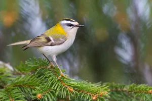 Common Firecrest (Regulus ignicapilla), Baden-Wuerttemberg, Germany