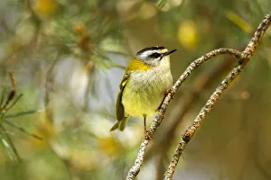Spain Prints: Common Firecrest (Regulus ignicapilla), Avila, Spain
