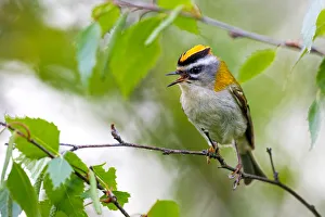 Common Firecrest (Regulus ignicapilla) singing, Asturias, Spain Common Firecrest (Regulus ignicapilla) singing, Asturias, Spain