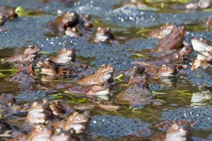Common Frog (Rana temporaria) group in spawning pond, Upper Austria, Austria Common Frog (Rana temporaria) group in spawning pond, Upper Austria, Austria