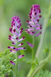 Common Fumitory (Fumaria officinalis) flowering, The Netherlands, Noord-Holland Common Fumitory (Fumaria officinalis) flowering, The Netherlands, Noord-Holland