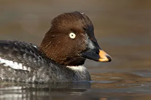 Waterfowl Prints: Common Goldeneye (Bucephala clangula) female, Brandenburg, Germany