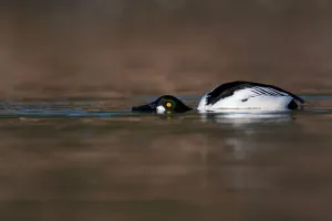 Common Goldeneye (Bucephala clangula) male, British Columbia, Canada