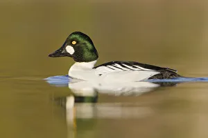 Common Goldeneye (Bucephala clangula) male, British Columbia, Canada