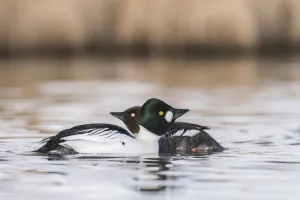 Common Goldeneye (Bucephala clangula) pair, Grisons, Switzerland Common Goldeneye (Bucephala clangula) pair, Grisons, Switzerland